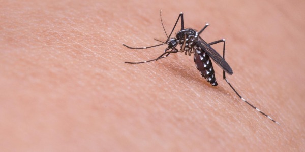 Productos para evitar las picaduras de los mosquitos